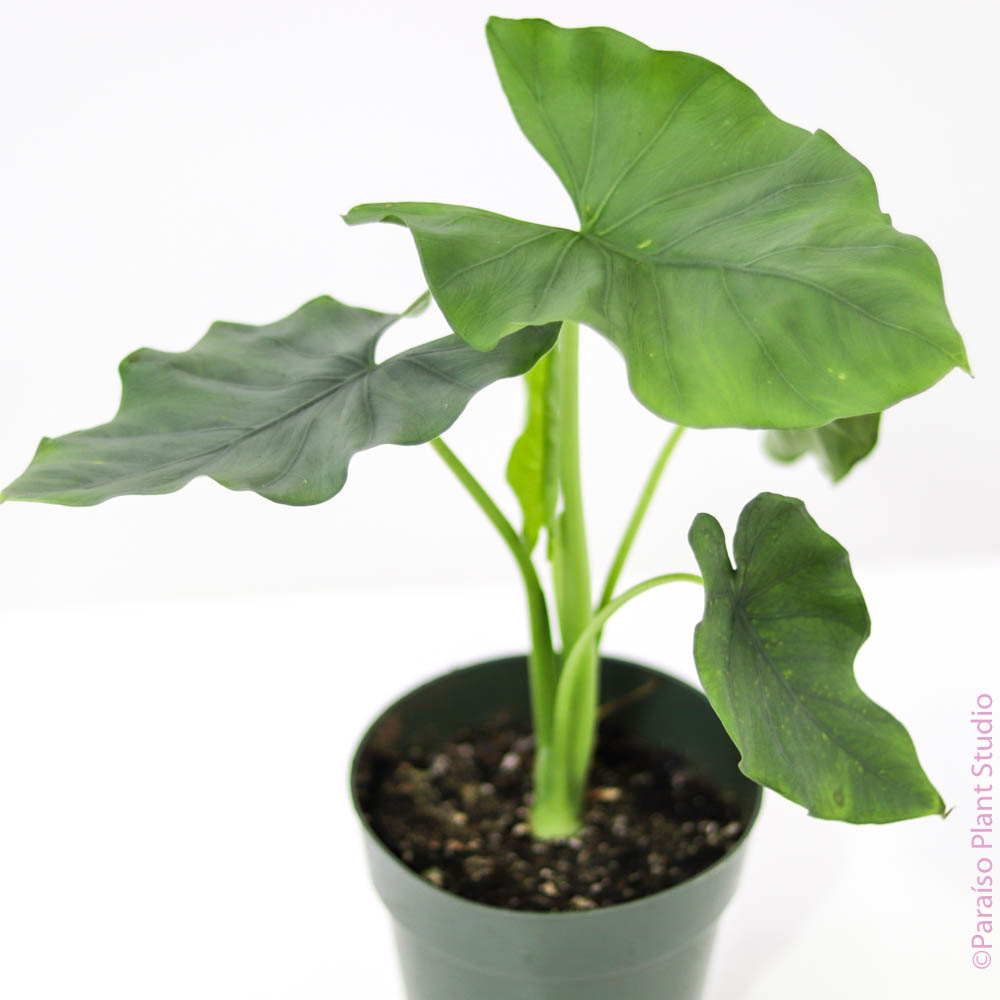 philodendron green goddess 6in Alocasia Green Goddess