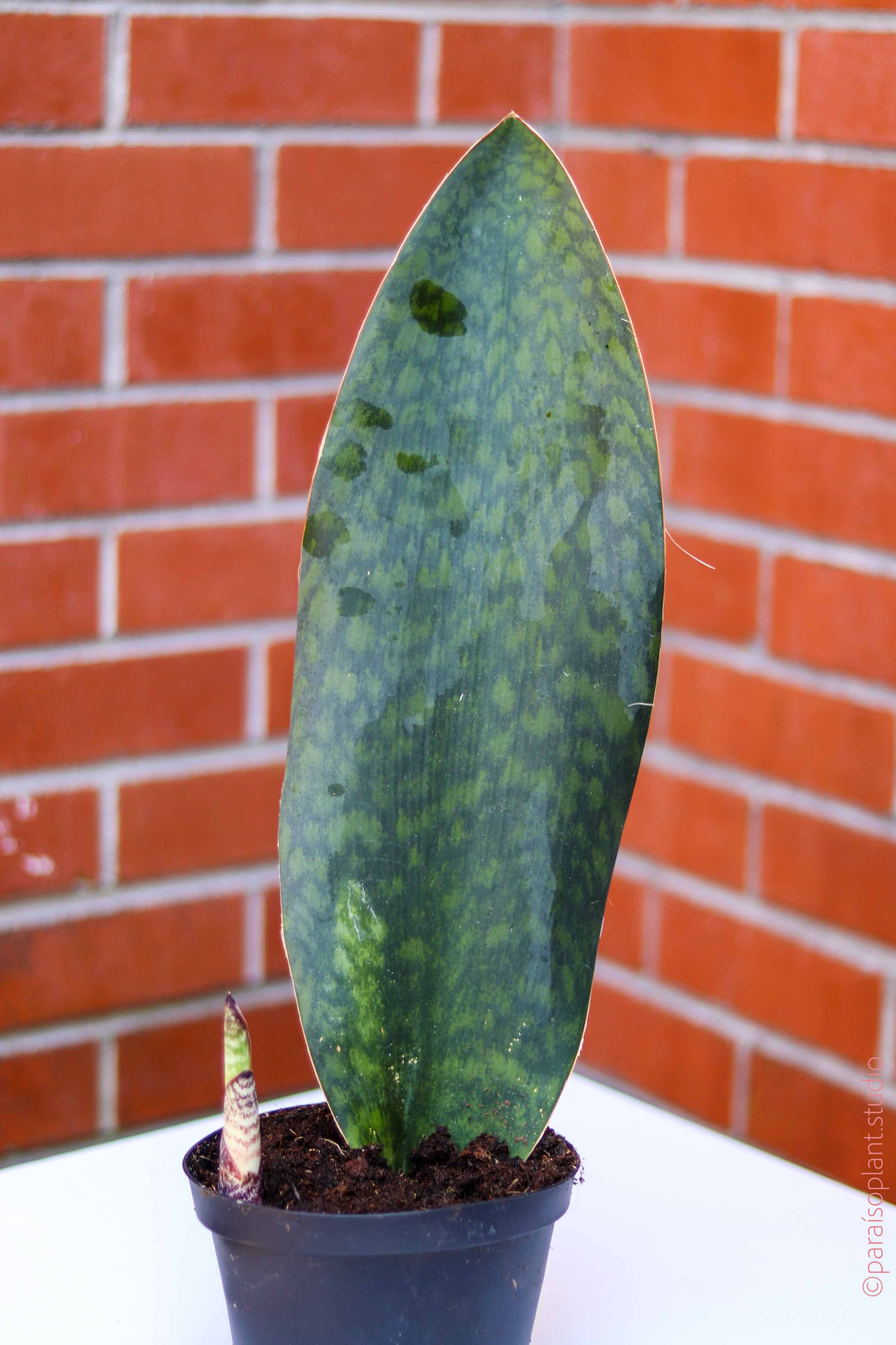 where to buy whale fin sansevieria 4in-6in Sansevieria Whale Fin – Paraíso Plant Studio