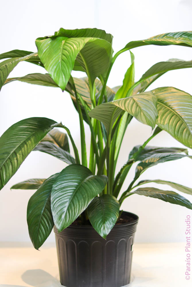 peace lily sensation care 10in-14in Spathiphyllum Peace Lily 'Sensation' – Paraíso Plant Studio