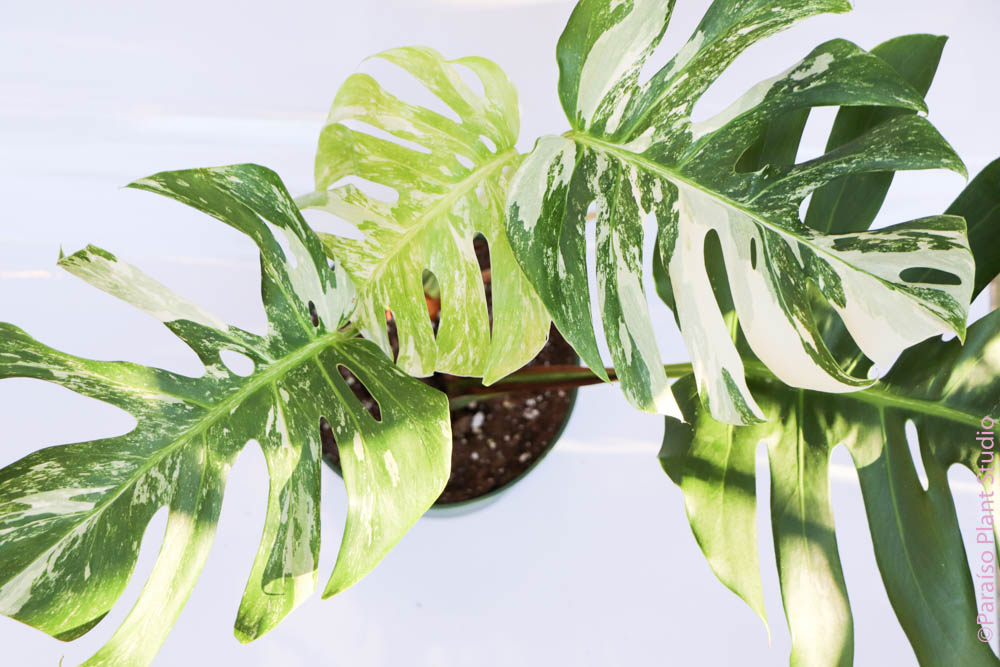 6in Variegated Monstera 'Albo’