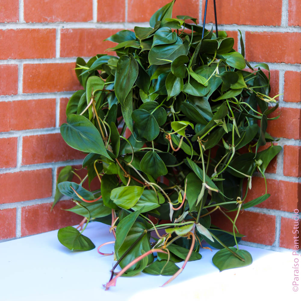 hanging philodendron cordatum 8in Philodendron Cordatum – Paraíso Plant Studio