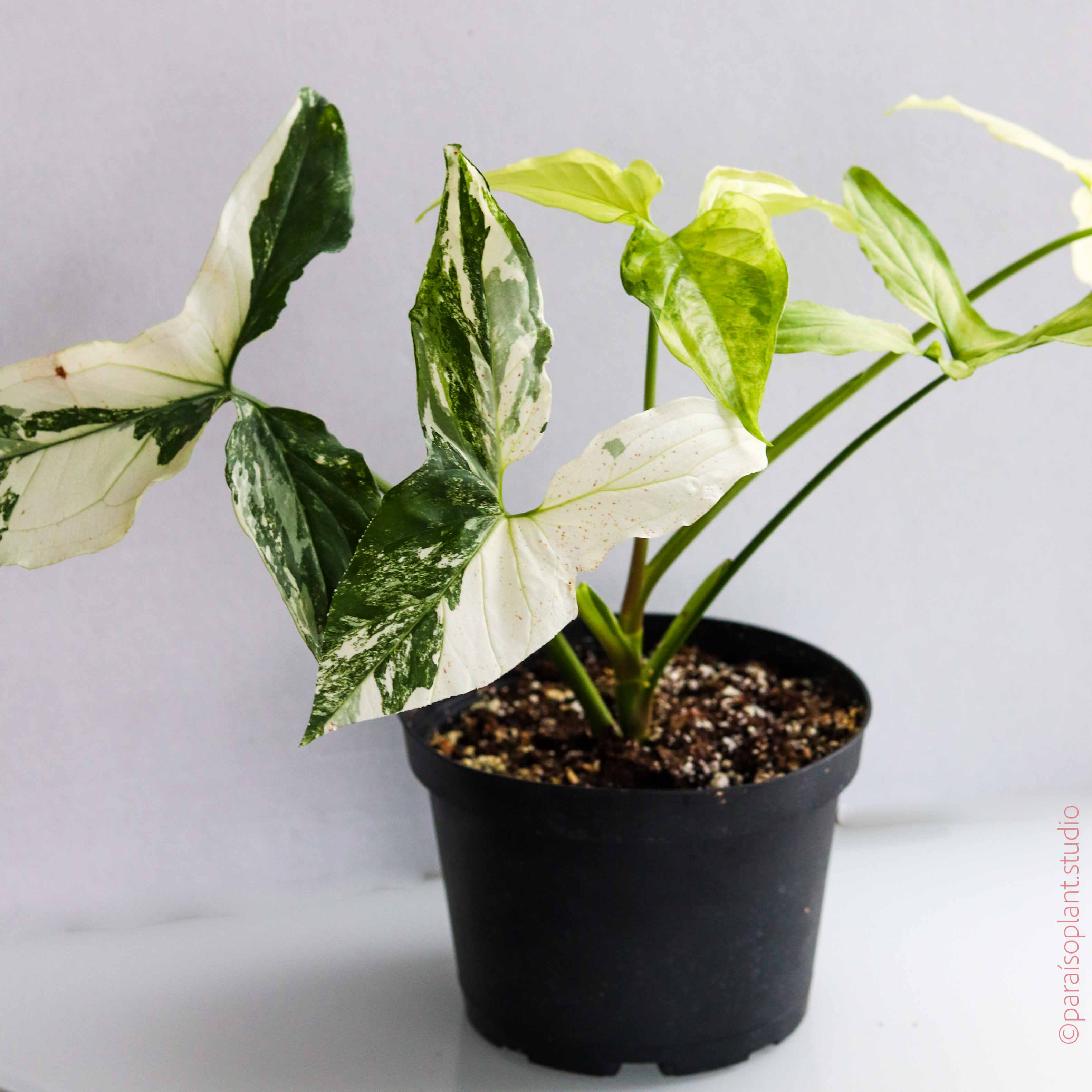 syngonium podophyllum house plants 6in Syngonium Podophyllum 'Albo Variegated'