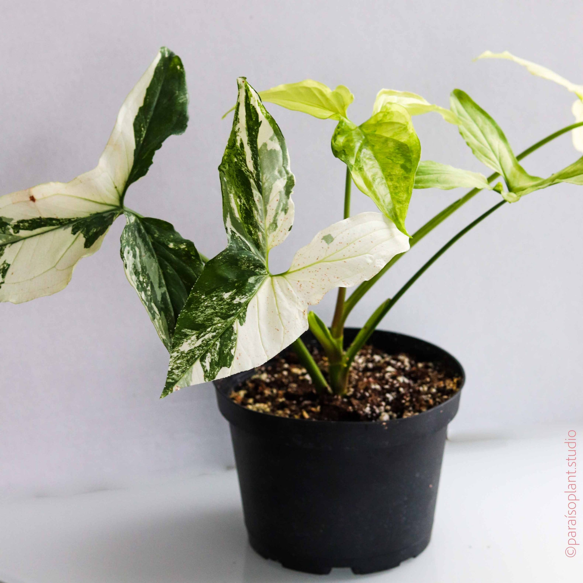 6in Syngonium Podophyllum 'Albo Variegated'
