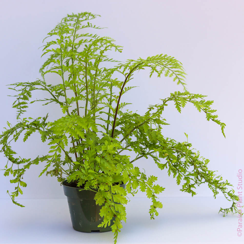 small fern house plants Mother Fern