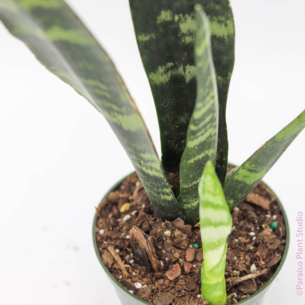 sansevieria black coral plant Sansevieria Black Coral 4-inch