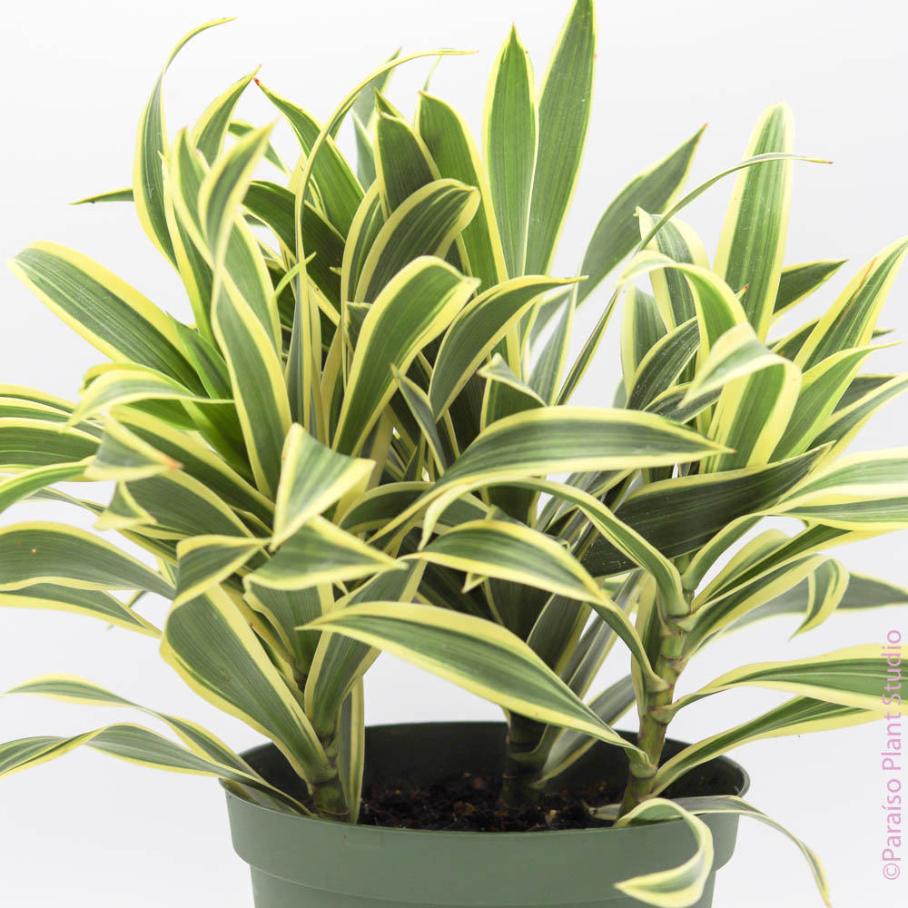 6in Dracaena Song of India