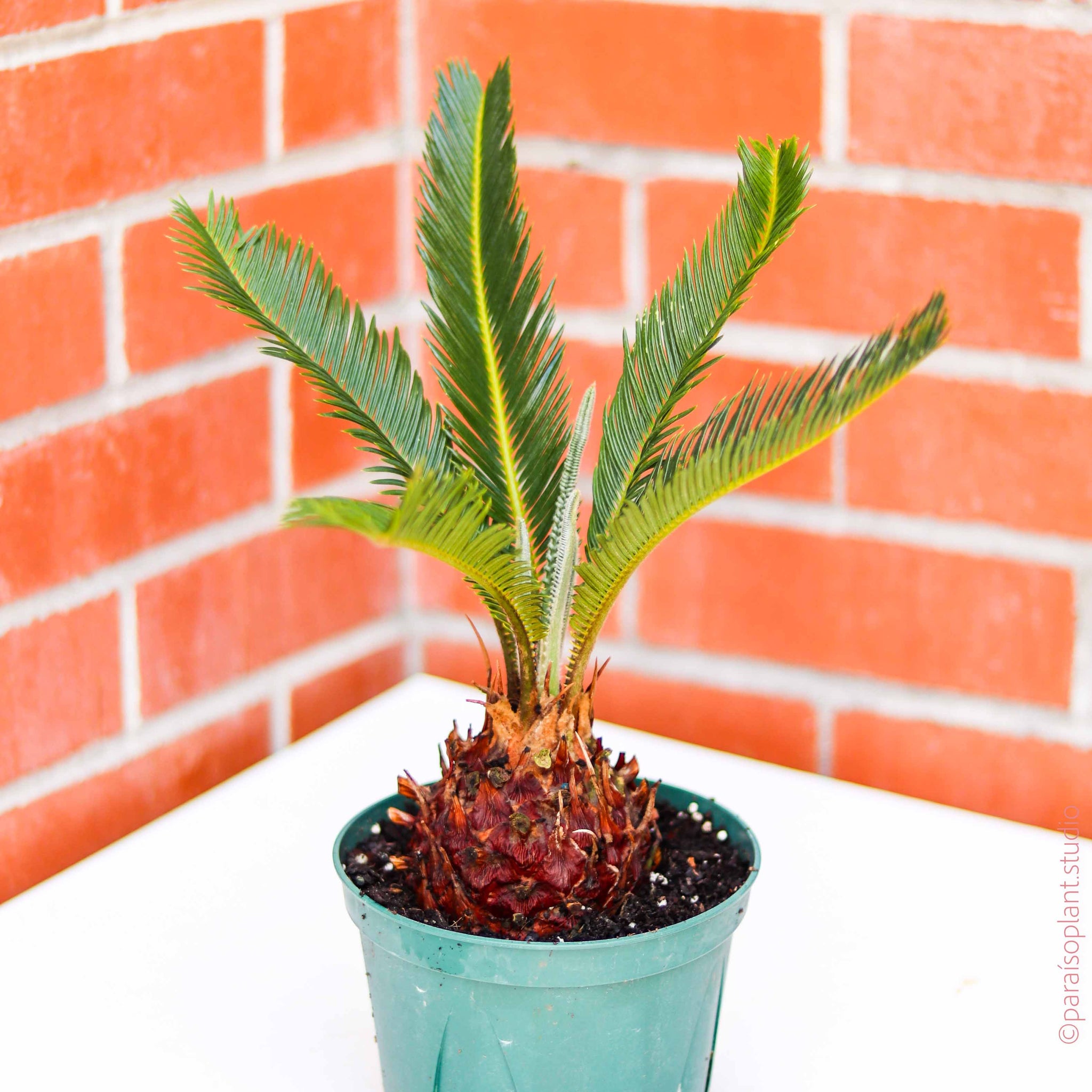 サゴ・パーム Vigoro Sago Palm Indoor Plant in 6 in. White Decor Planter