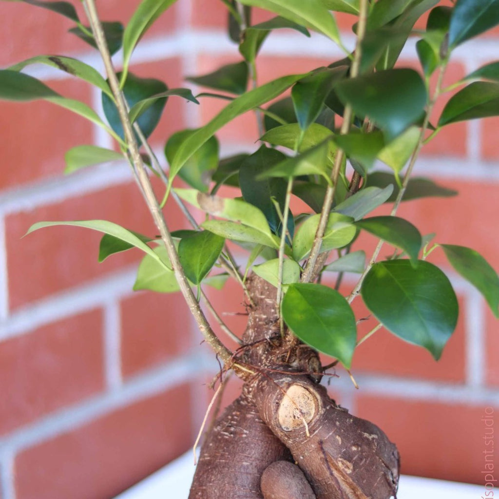 8in-10in Ficus Ginseng