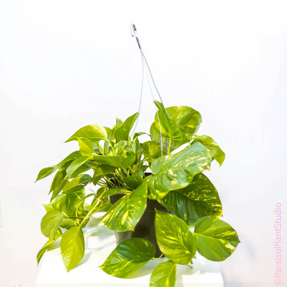 golden pothos large leaves 4in-10in Golden Pothos