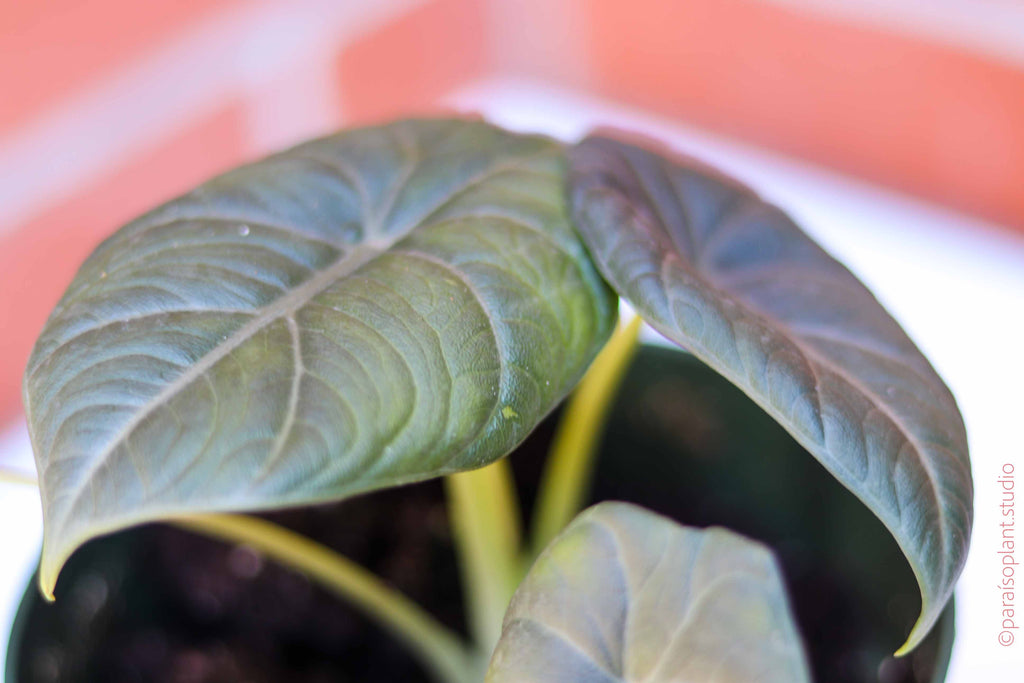 Close up if deep green leaves of a 4in Alocasia Maharani in front of a brick wall