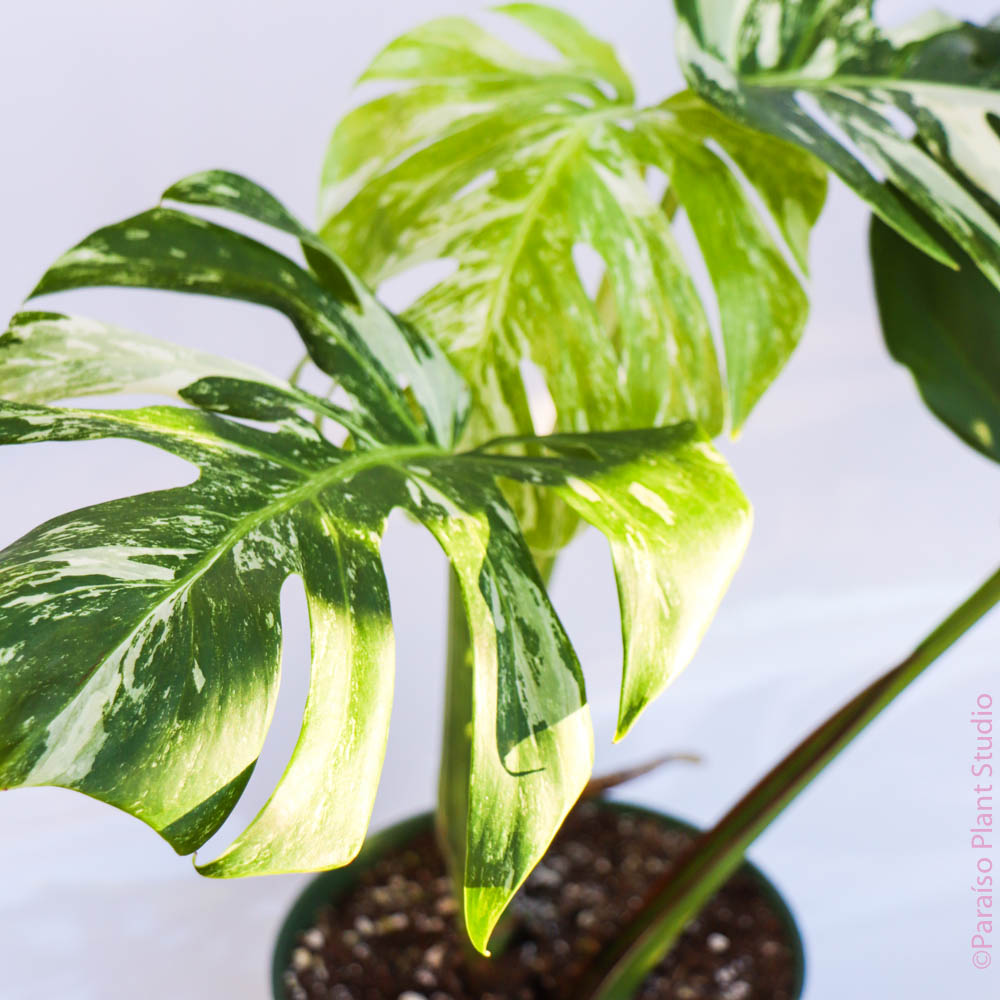 6in Variegated Monstera 'Albo’