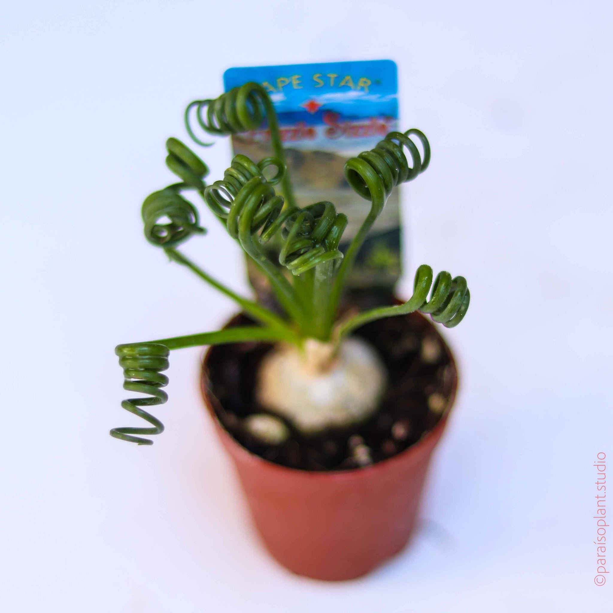 frizzle sizzle plant care indoors 2in Albuca 'Frizzle Sizzle' – Paraíso Plant Studio