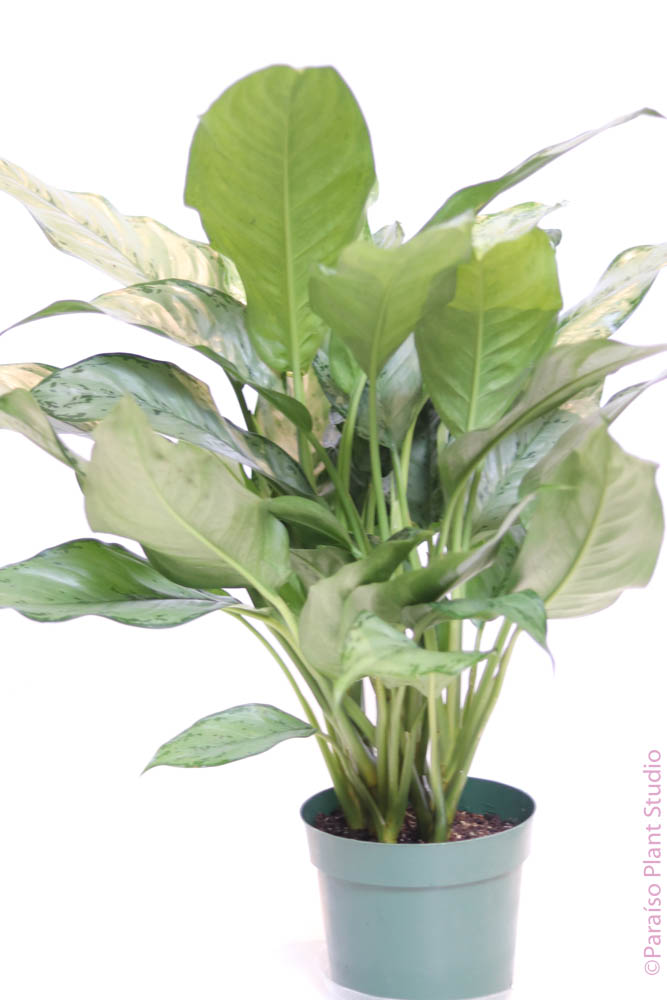 aglaonema bj freeman care 6in-8in Aglaonema 'BJ Freeman'