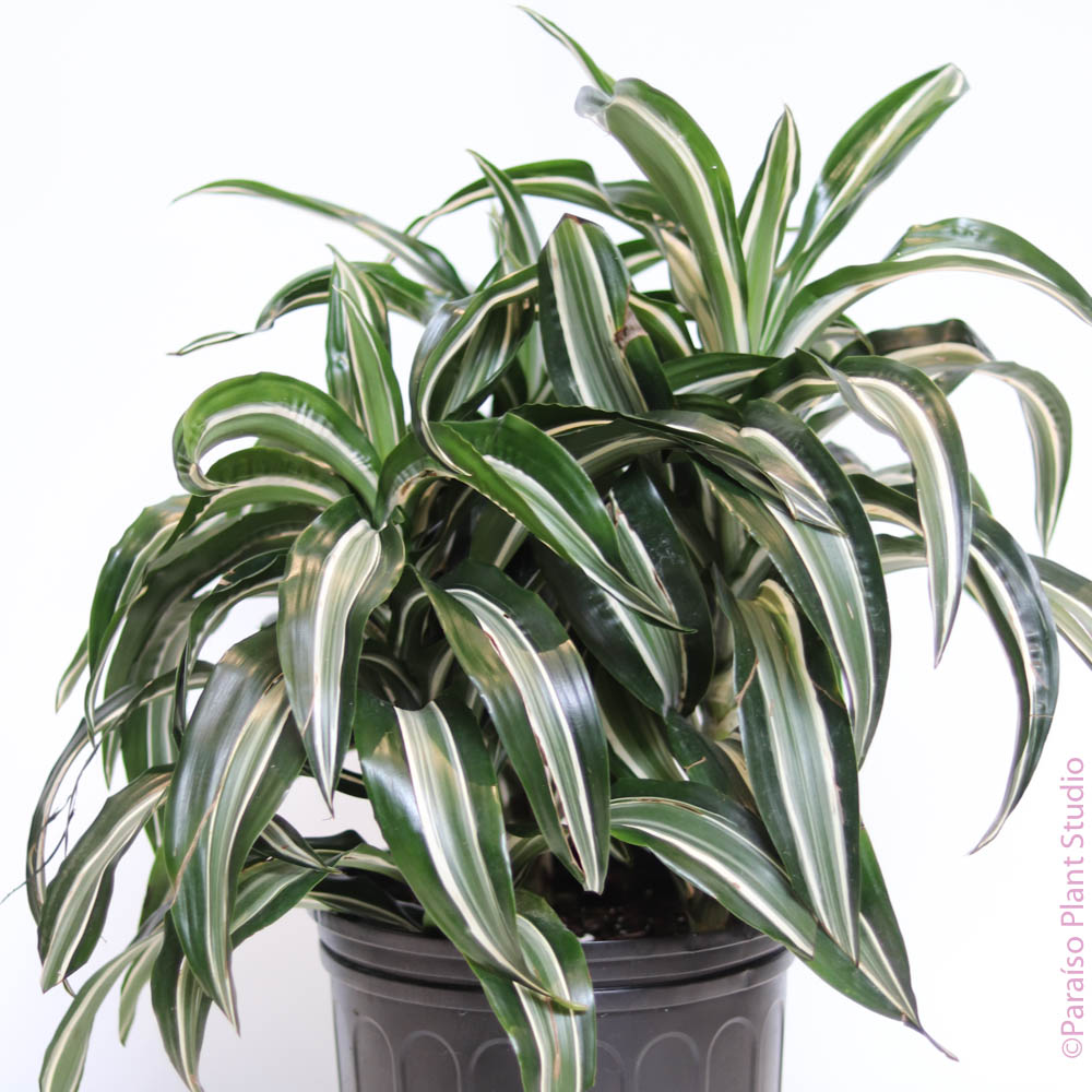dracaena green jewel cane 10in Dracaena Jade Jewel