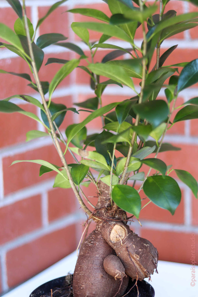 6in Ficus Ginseng