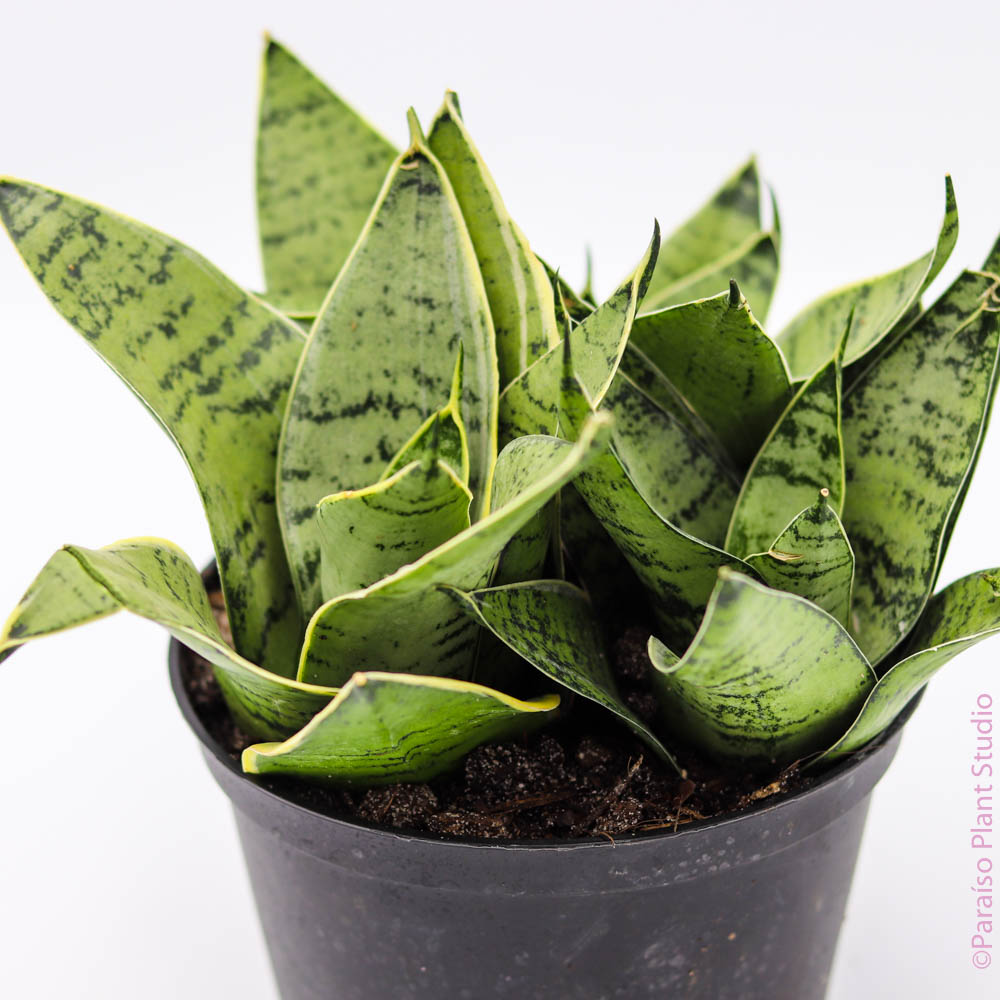 sansevieria birdsnest 6in Birds Nest Sansevieria ‘Hahnii’