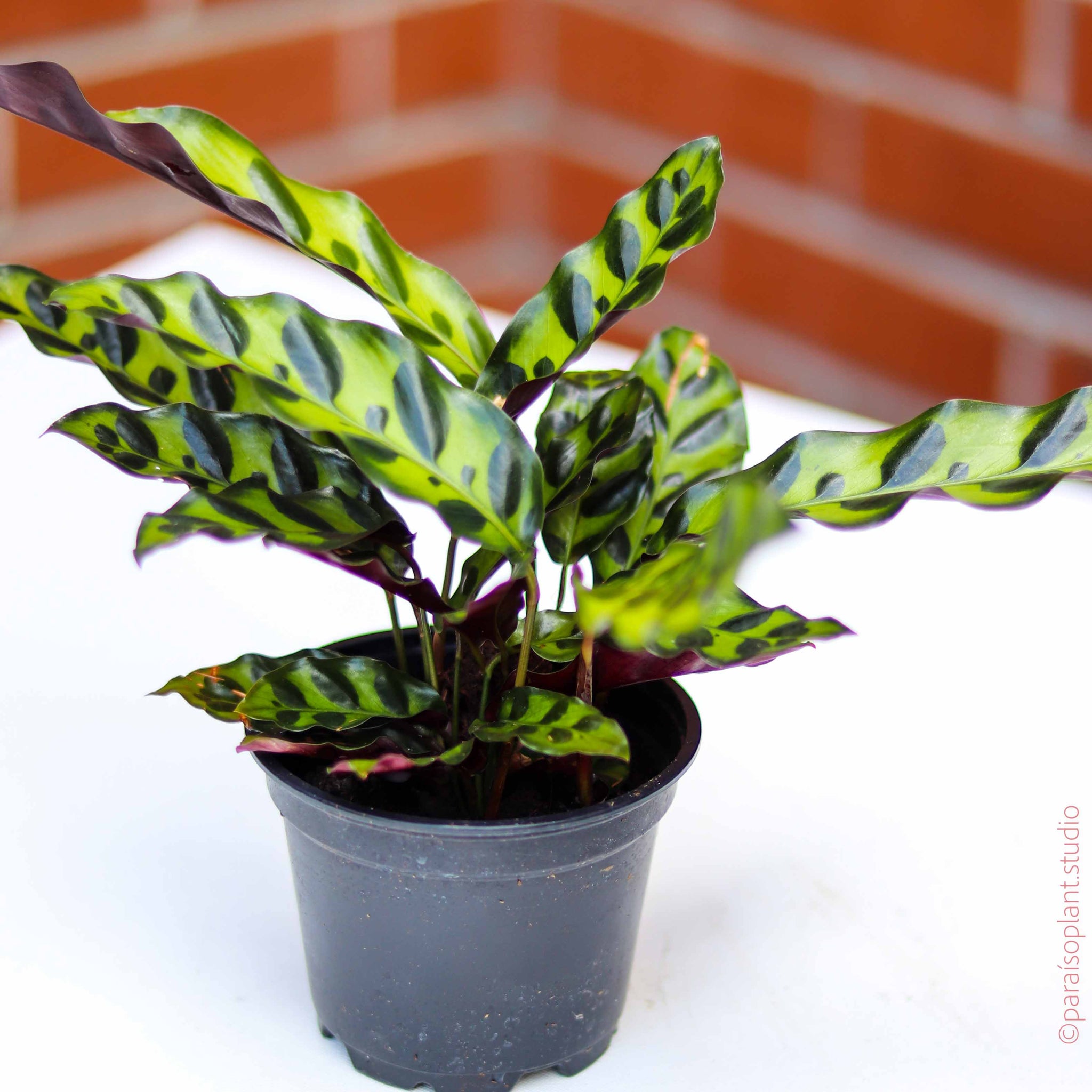 Calathea  Paraso Plant Studio