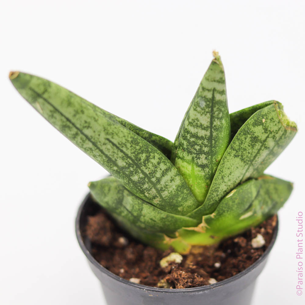 2in-4in Sansevieria Boncellensis – Paraíso Plant Studio