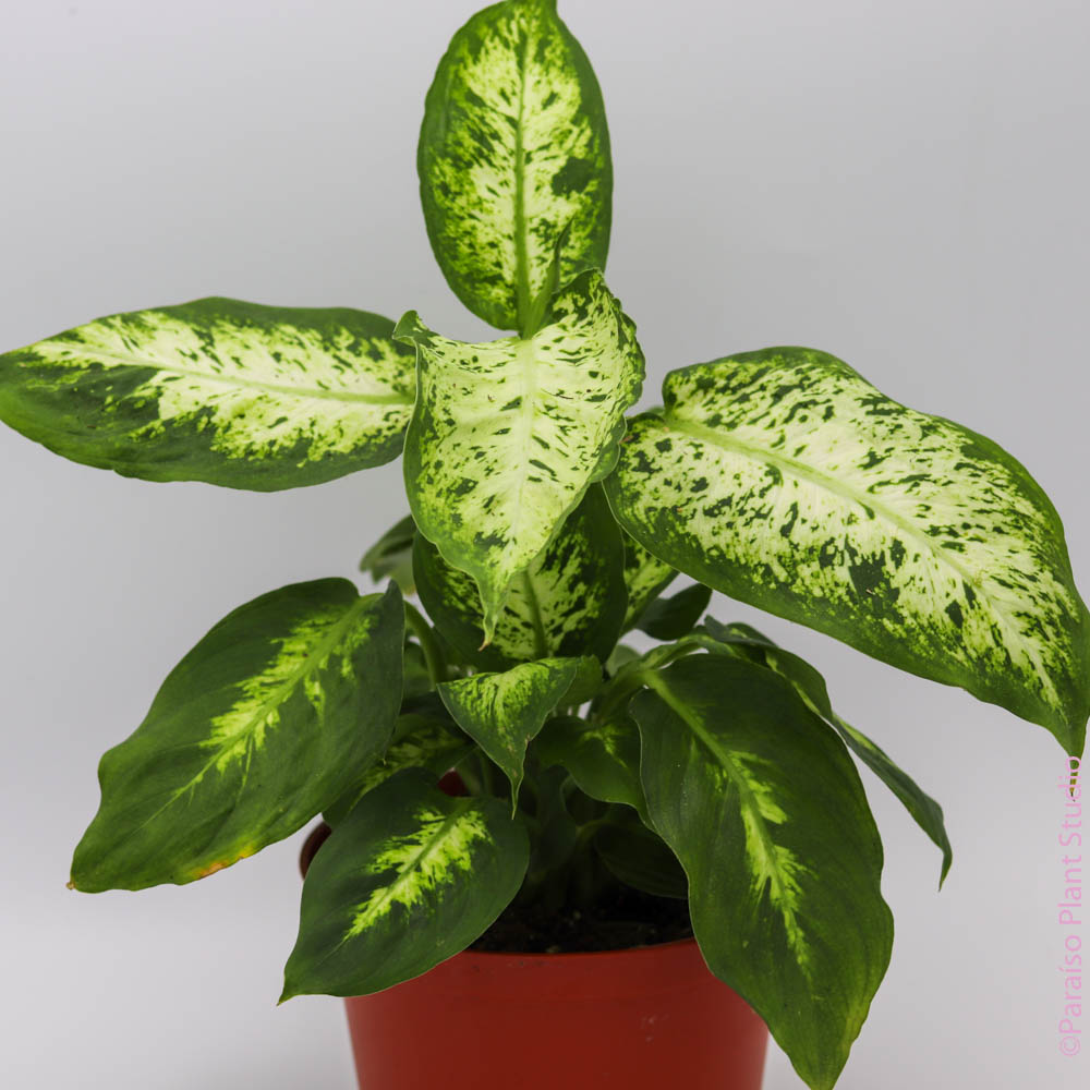 dieffenbachia where to buy 6in Dieffenbachia Compacta