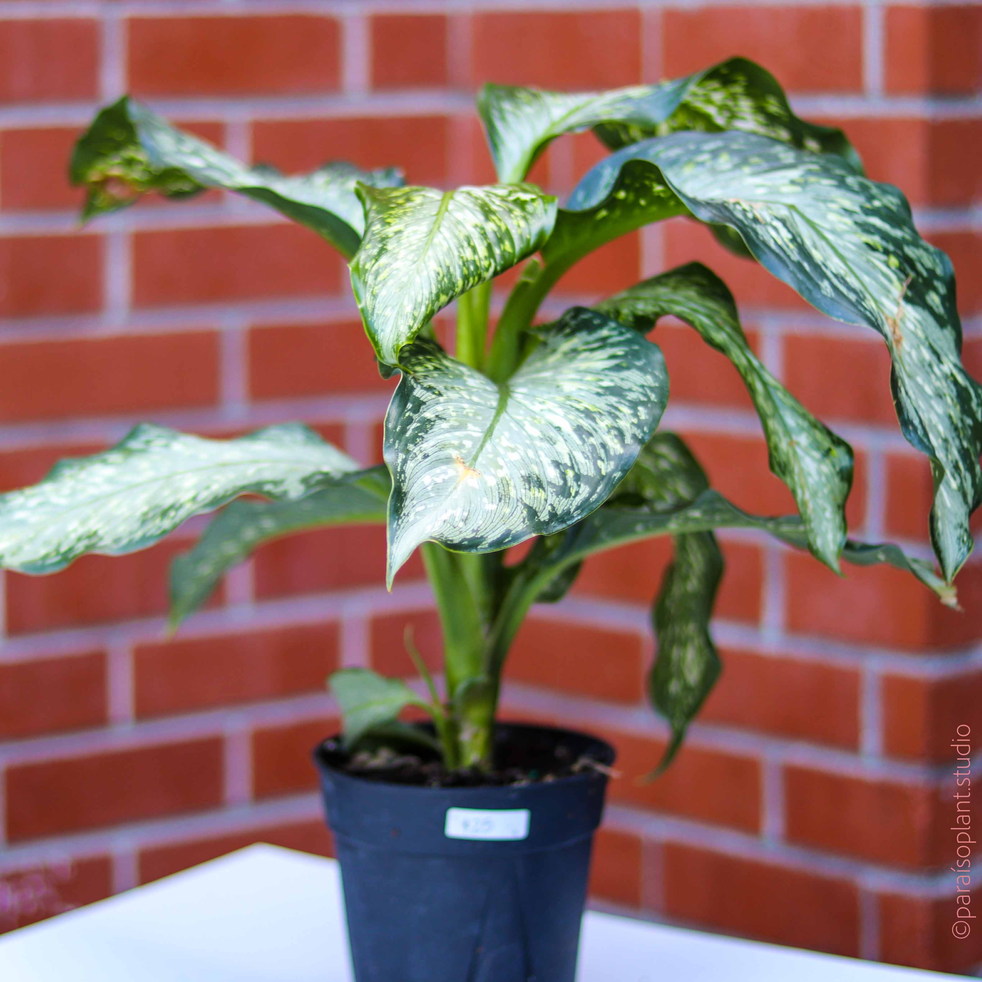 dieffenbachia assorted 6in Dieffenbachia Assorted