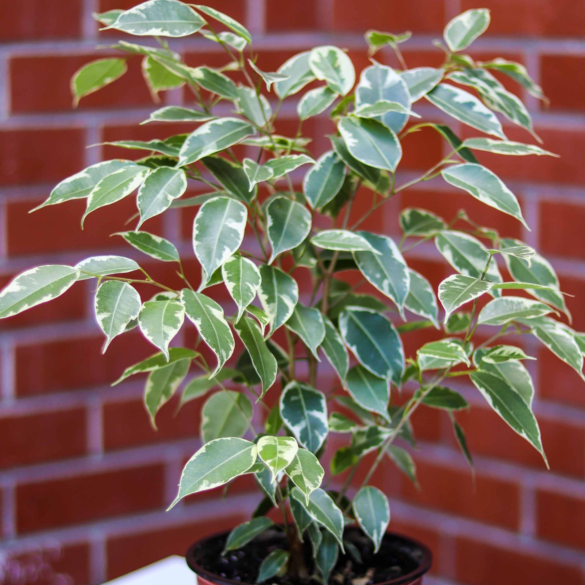Ficus Benjamina Variegata
