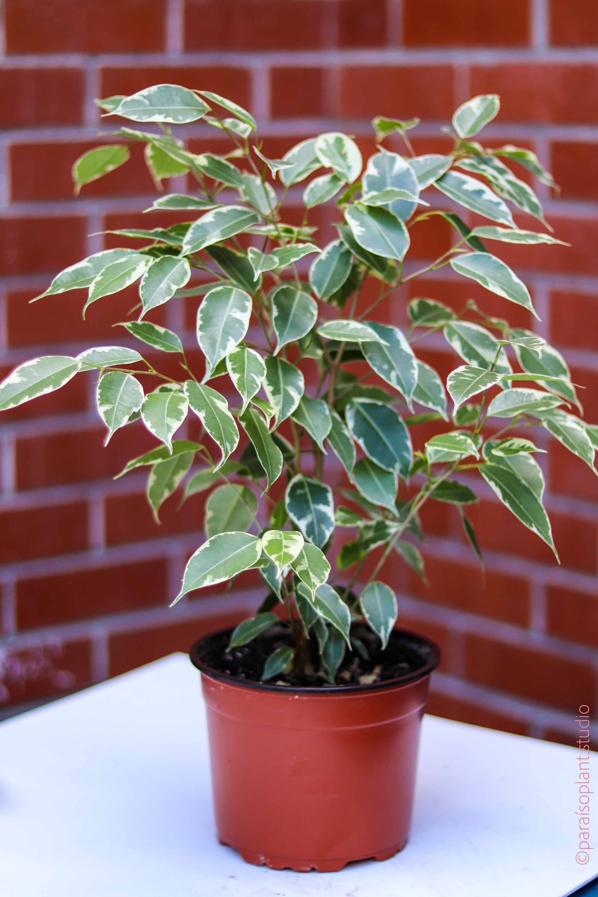 ficus benjamina indoor plant Ficus Benjamina Variegata