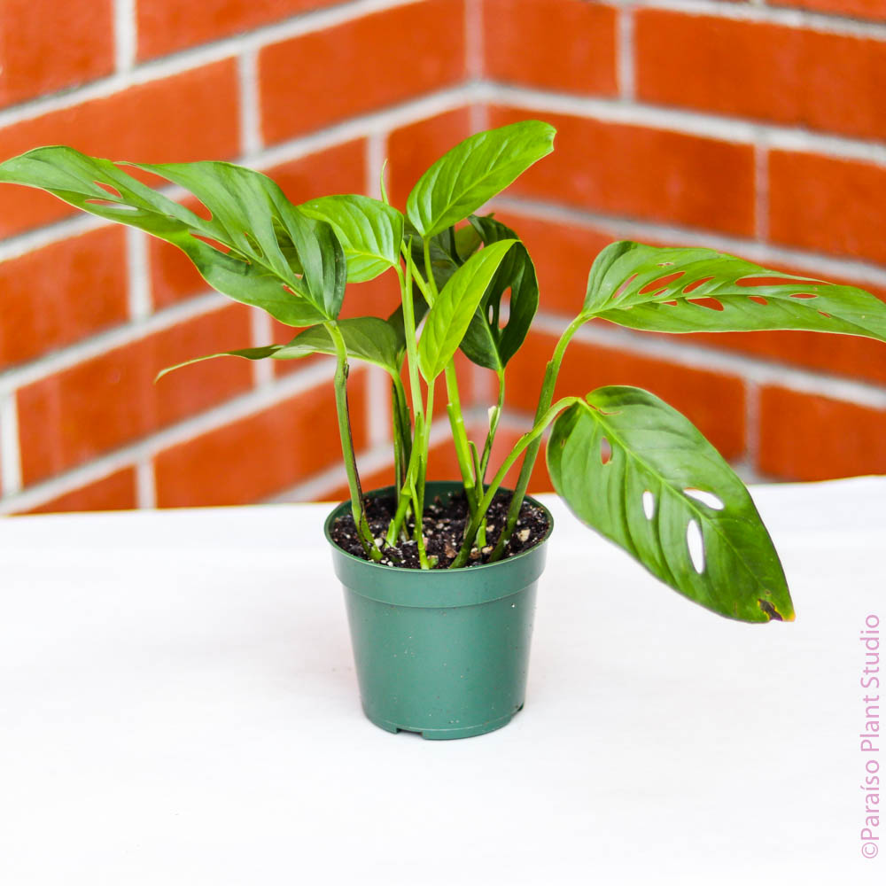 monstera adansonii syn. friedrichsthalii 4in Monstera ‘Friedrichsthalii’ Adansonii Narrow Form