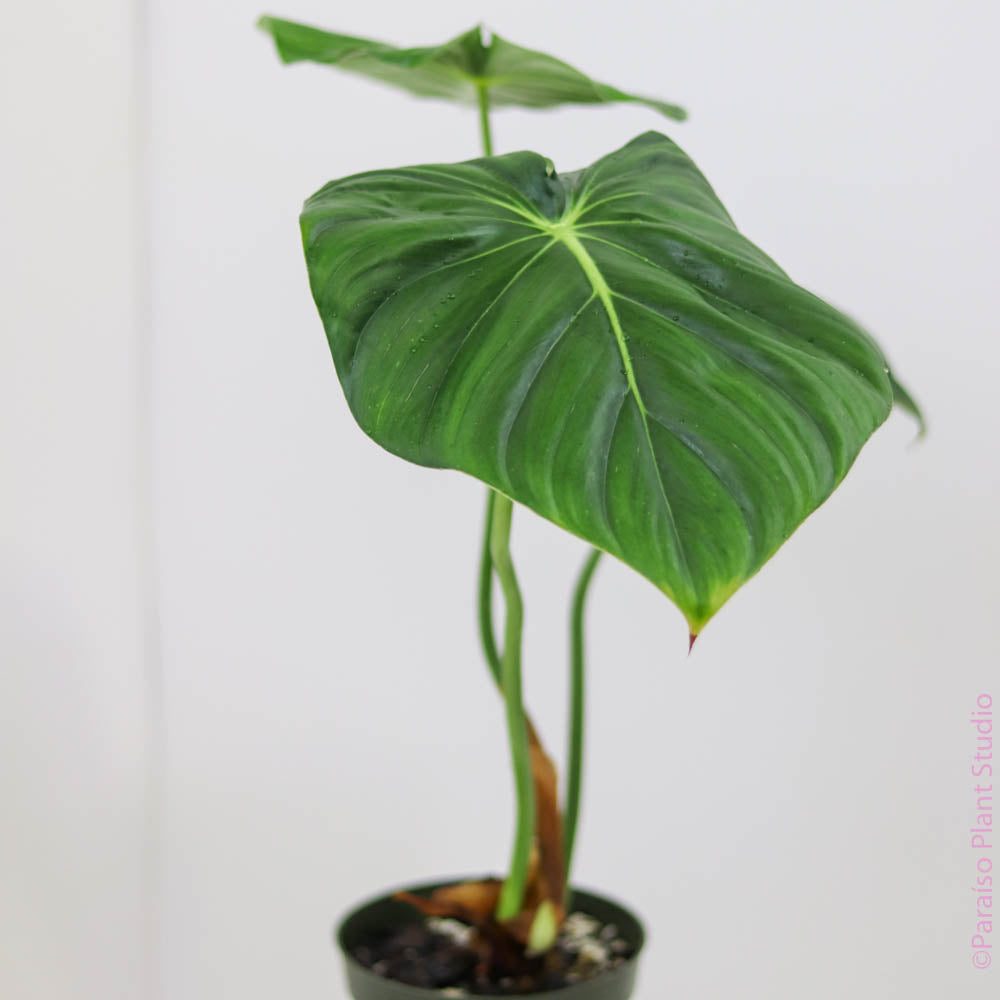 4in Philodendron Pastazanum