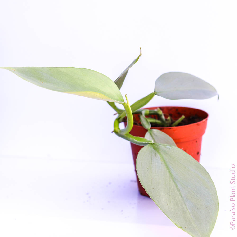 philodendron silver sword small leaves 4in Philodendron Silver Sword