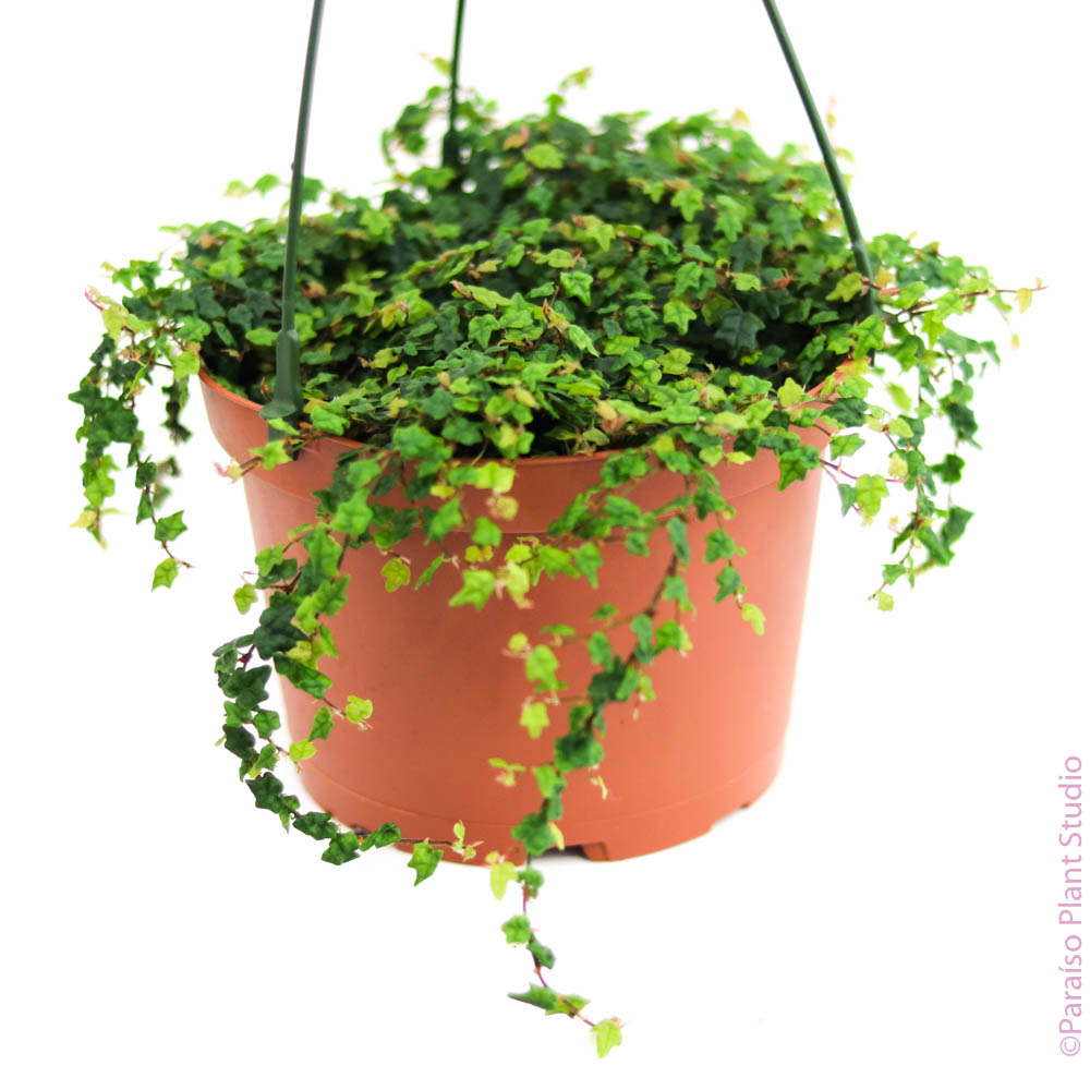 string of frogs succulent 6in String of Frogs 'Ficus Quercifolia'