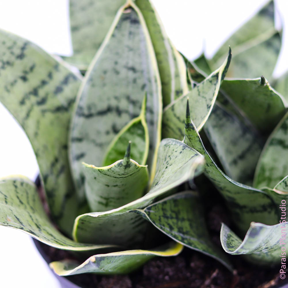 sansevieria birds nest 6in Birds Nest Sansevieria ‘Hahnii’
