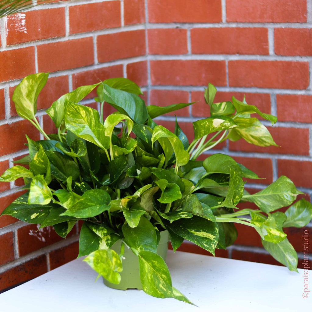 pothos plant price Golden Pothos 6"