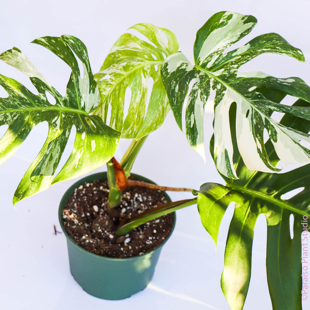 6in Variegated Monstera 'Albo’