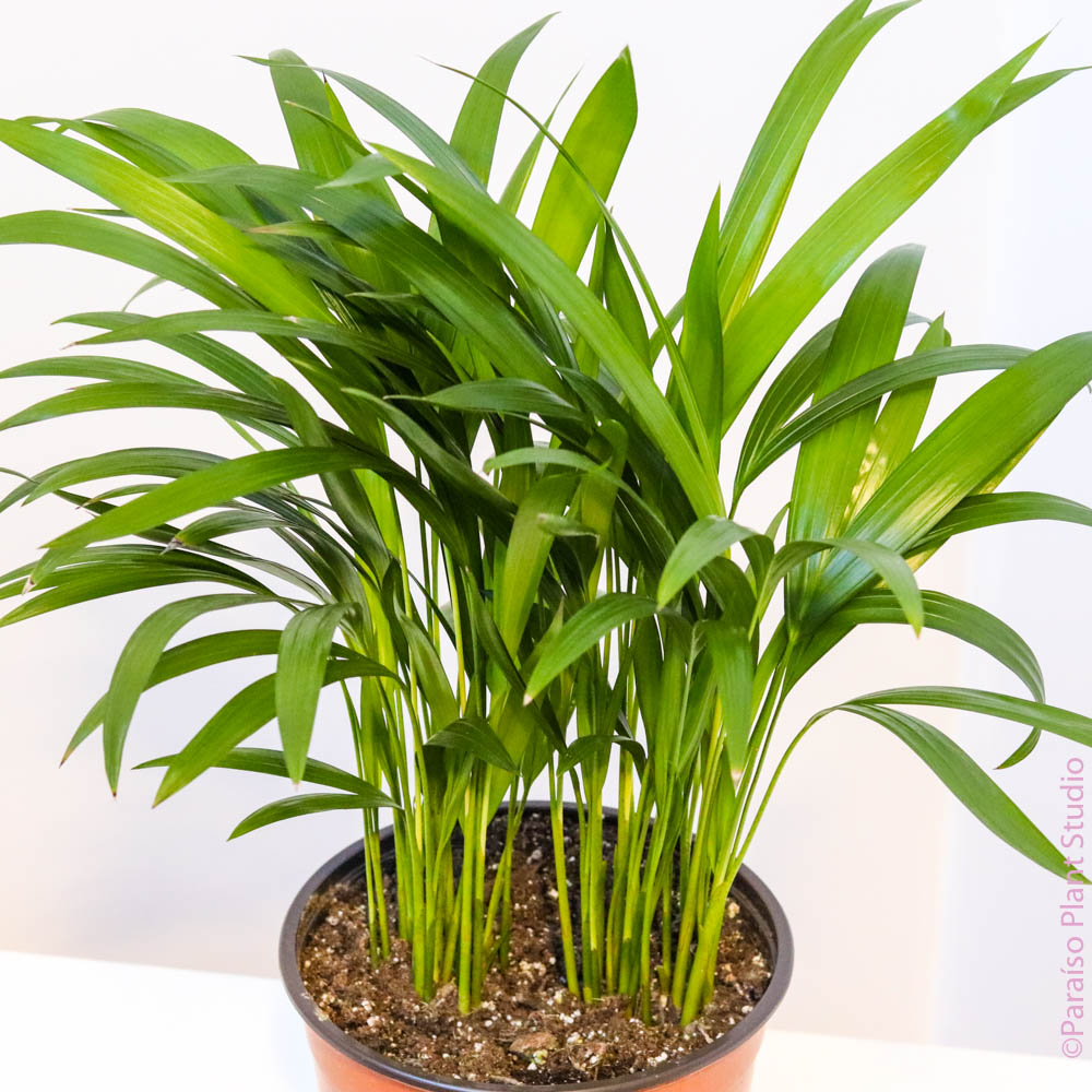 areca palma Areca Palm 6" Pot