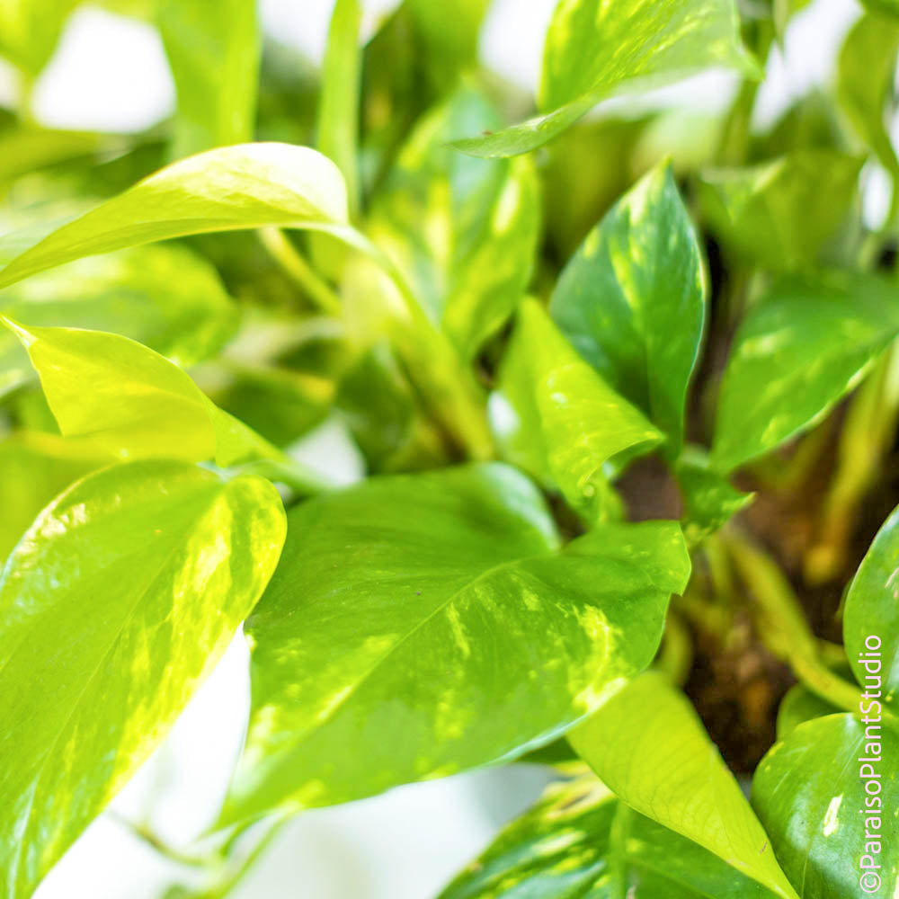 pothos plant big leaves 4in-10in Golden Pothos