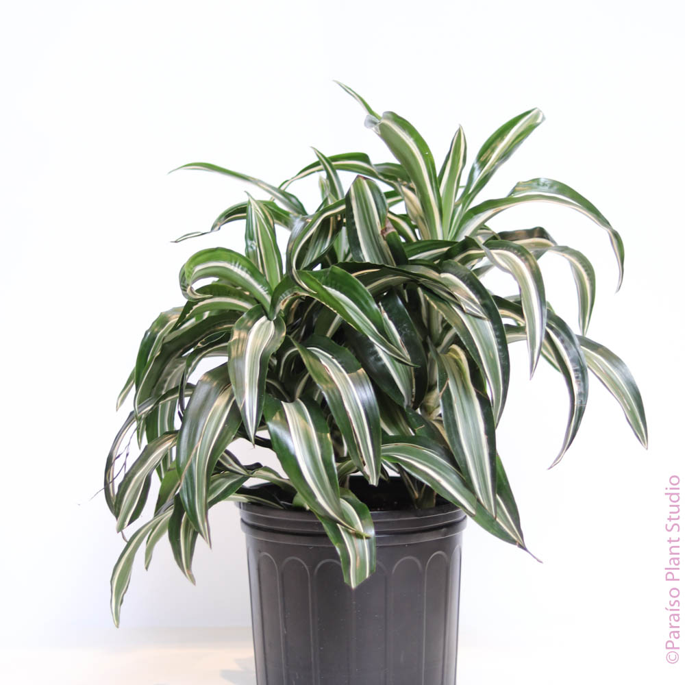 dracaena jade 10in Dracaena Jade Jewel