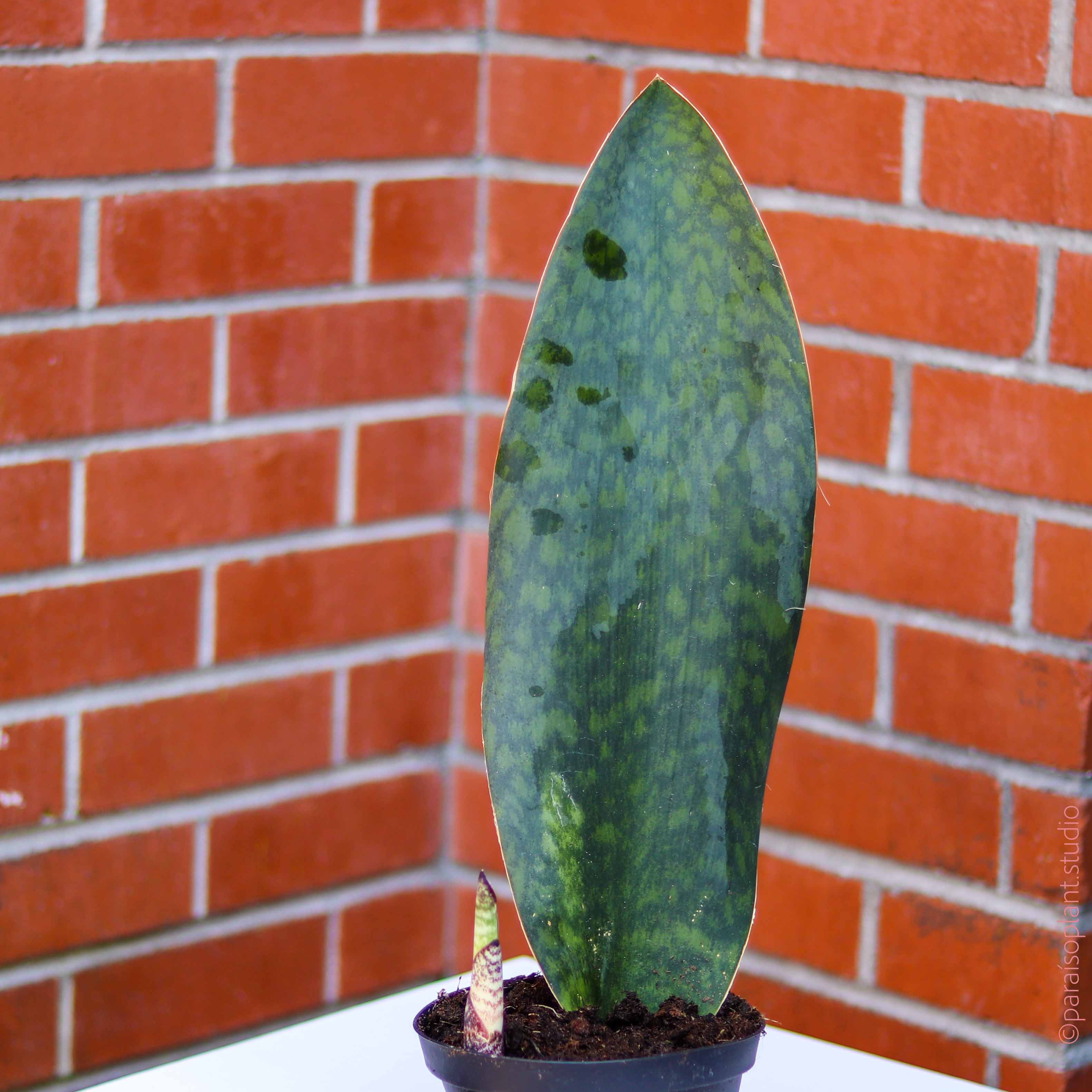 whale fin snake plant price 4in-6in Sansevieria Whale Fin – Paraíso Plant Studio