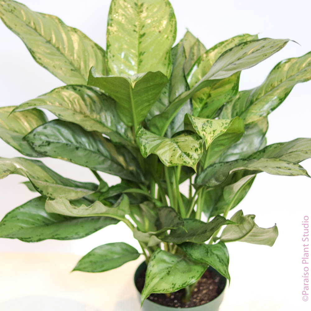 aglaonema bj freeman care 6in-8in Aglaonema 'BJ Freeman'