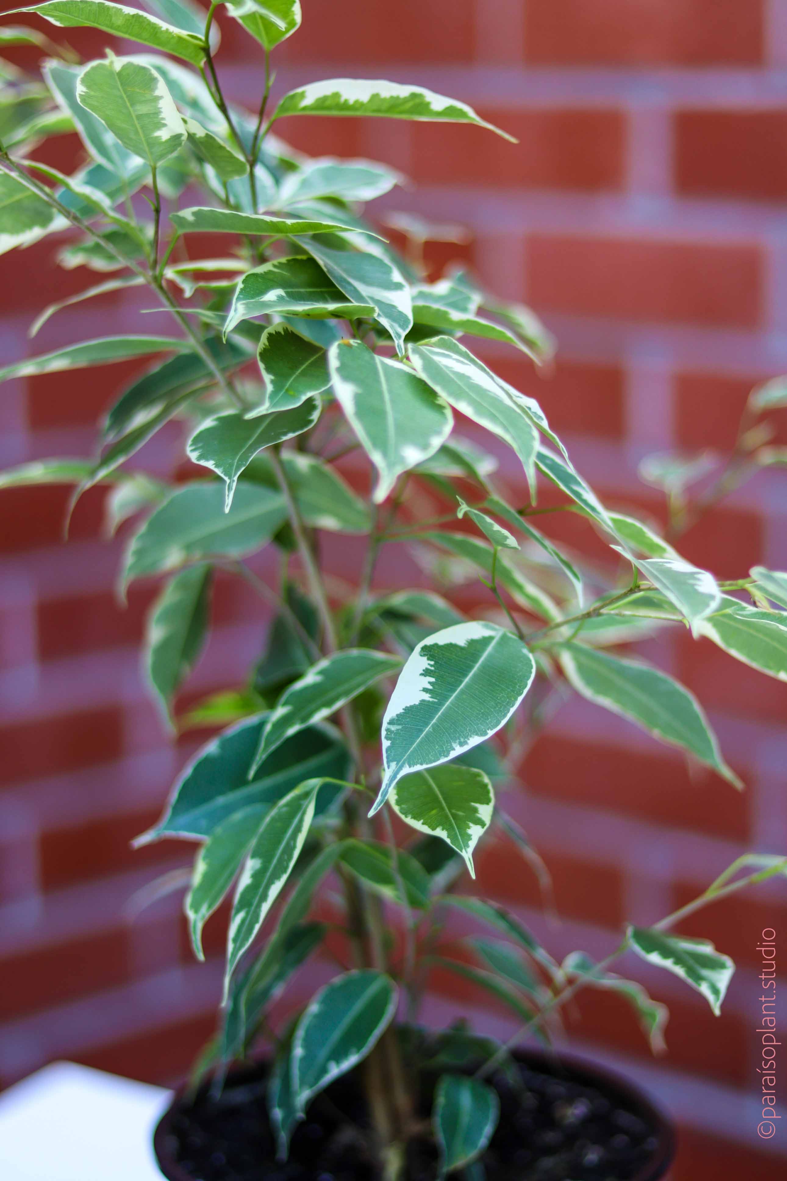 indoor plants ficus benjamina Ficus Benjamina Variegata