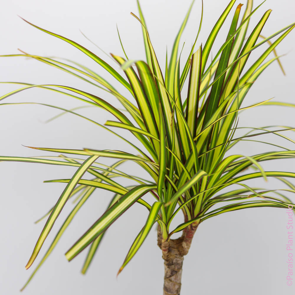 dracaena marginata sunray care Dracaena Marginata 'Sunshine' 6" Pot