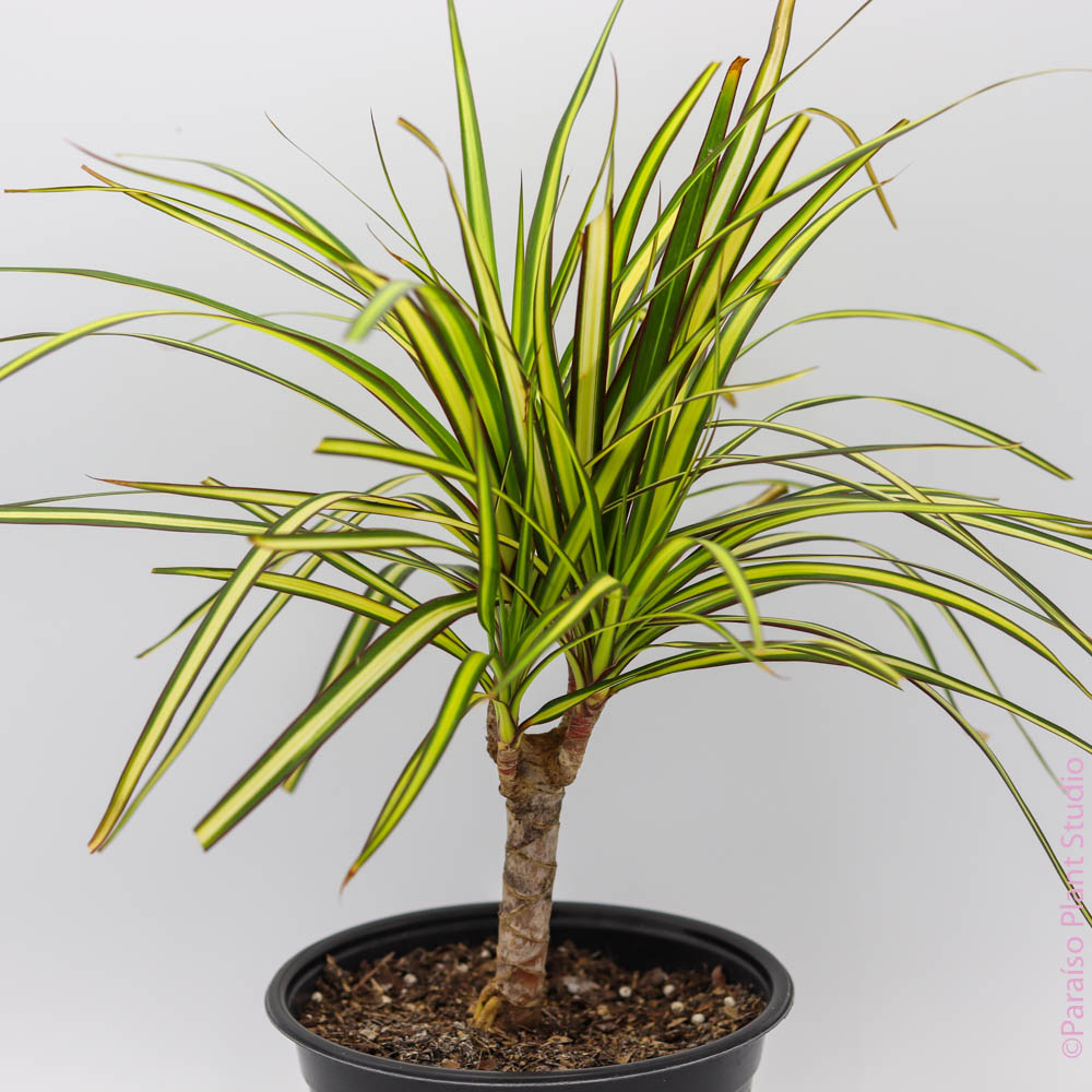 can dracaena take full sun 6in Dracaena Sunray – Paraíso Plant Studio