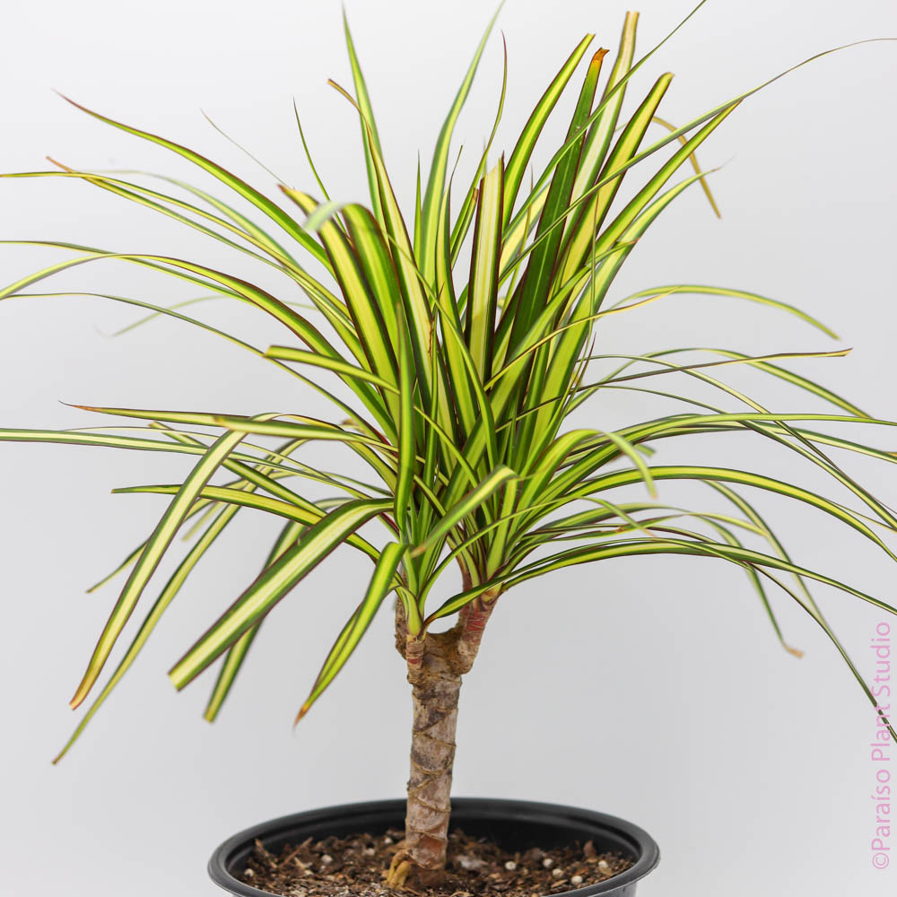 dracaena sun ray cane 4in Dracaena Sunray Cane