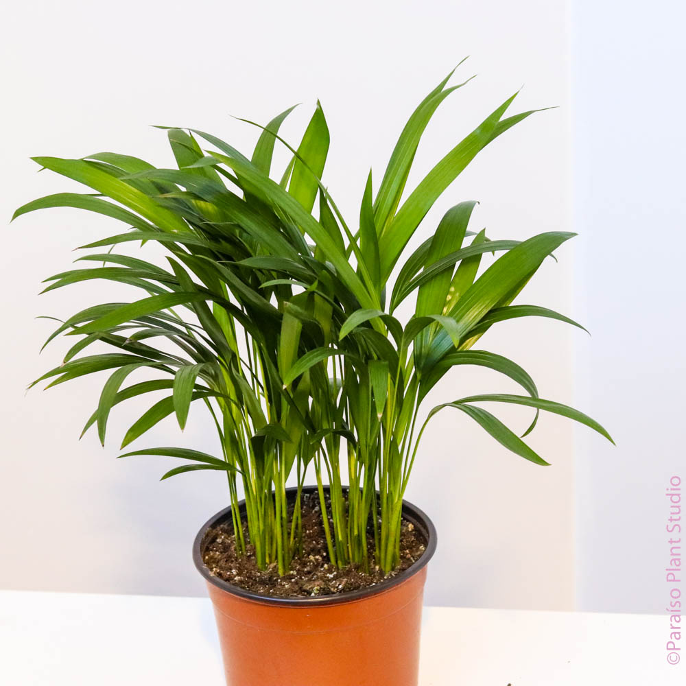 areca palm with pot Areca Palm 6" Pot