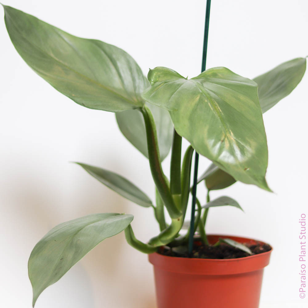 philodendron green sword 6in-10in Philodendron Silver Sword – Paraíso Plant Studio