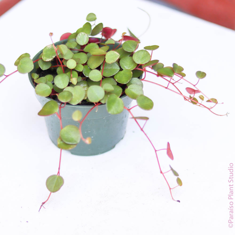 ruby cascade succulent 4in Peperomia Ruby Cascade
