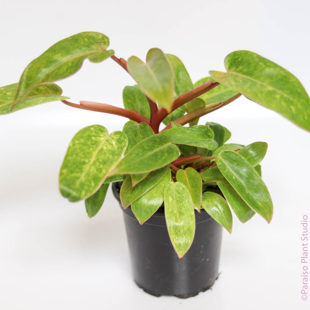 4in Philodendron Painted Lady – Paraíso Plant Studio
