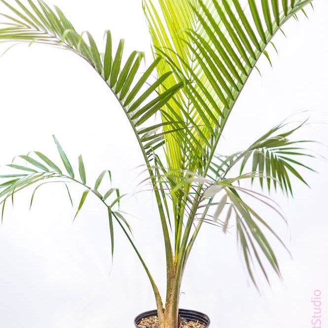 artificial majesty palm plant 10in Majesty Palm – Paraíso Plant Studio