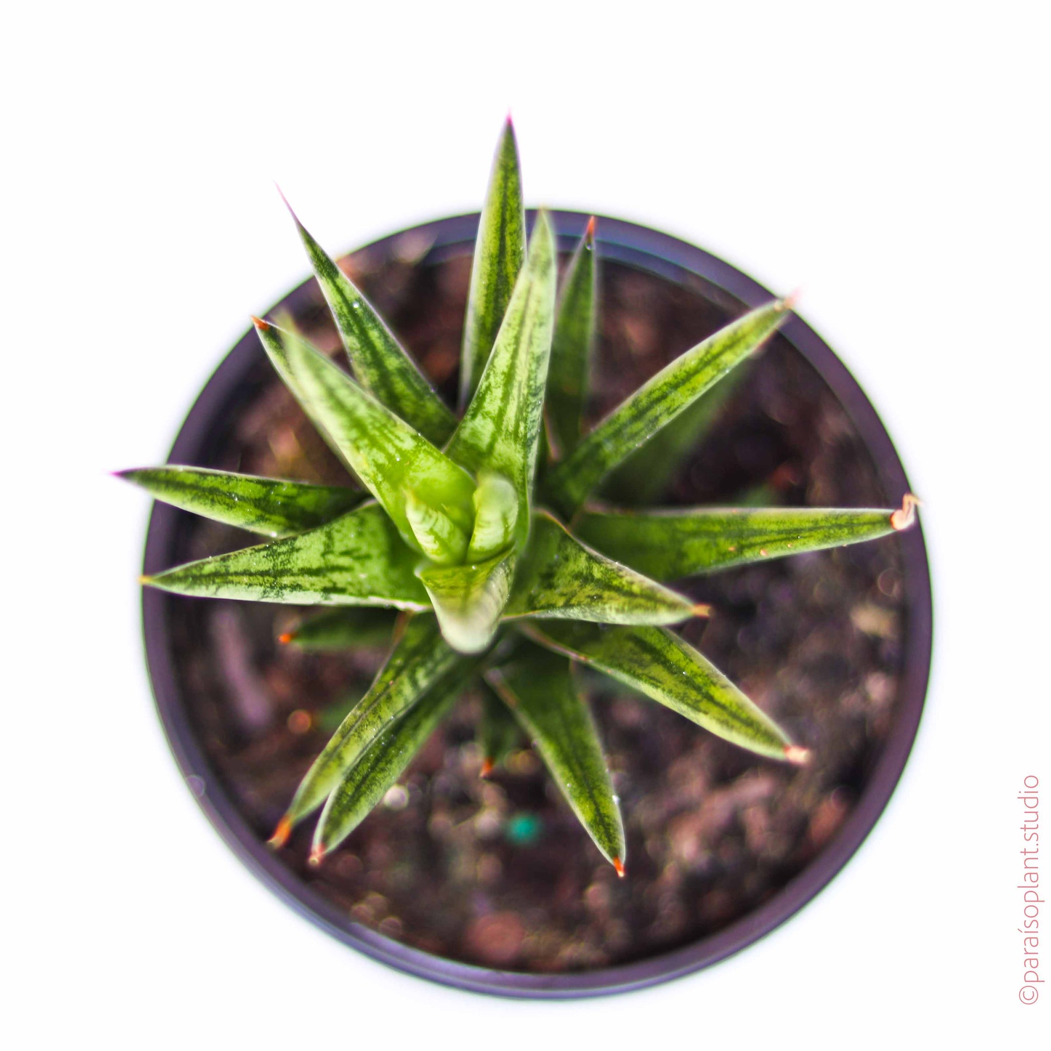 francisii snake plant 4in-8in Sansevieria Francisii – Paraíso Plant Studio