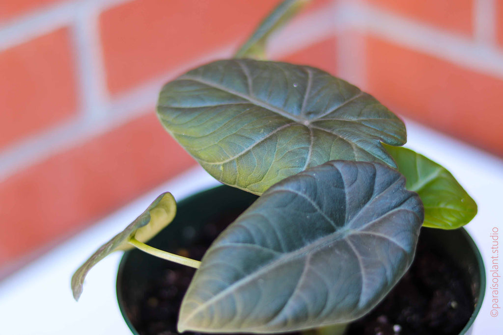 Top view of leaves of a 4in Alocasia Maharani in front of a brick wall.