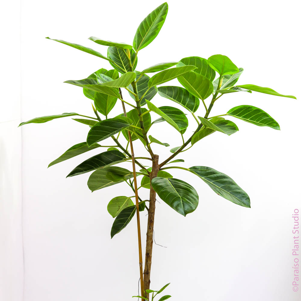 10-12in Ficus Altissima Standard